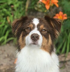 australian shepherd dog