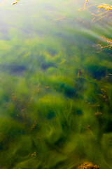 fog over the river