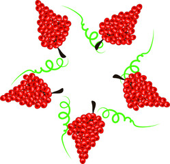 the grape seed pattern forms a circle on a white isolated background 