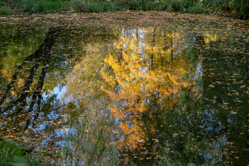 Bright reflection of autumn trees in the water. Yellow leaves float on the surface of the water.