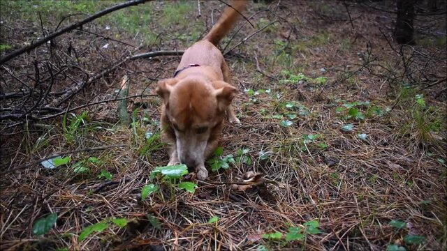 Hund, Dackelmischling zerlegt Zapfen, Holzstab im Wald und wedelt mit dem Schwanz, aktiver alter Hund beim Spaziergang