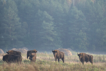 European bison from the Bialowieza forest. A herd of bison stays on the meadow. Poland wildlife during autumn. 