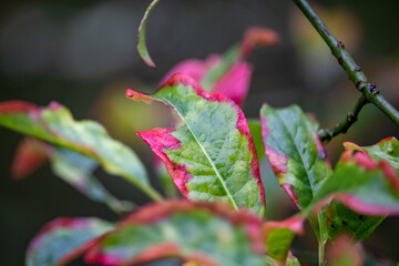 Autumn Leaf Red With Green