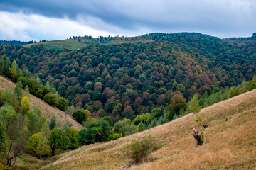 Fototapeta premium Colorful autumn landscape in the Romanian Carpathians, Fantanele village, Sibiu county, Cindrel mountains, 1100m, Romania