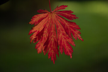 Acer Japonicum Aconitifolium Full Moon Maple