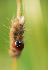 Ladybug sitting on a spikelet, selective focus.