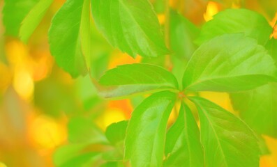  macro of  green leaves in the garden with soft delicious background, nature, green, bokeh, vintage
