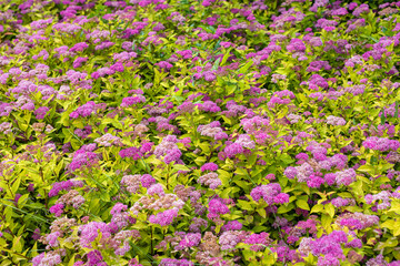 Pink flowers of Spiraea japonica in the garden, background.