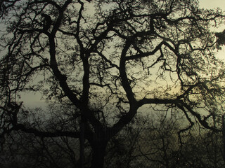 Shadowed Tree Against Sunlit Fog