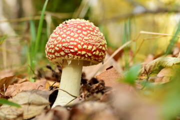 Amanita mushroom with a red hat and a white leg.