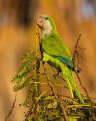 Monk Parakeet Myiopsitta monachus Costa Ballena Cadiz