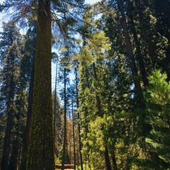 Forest Trees
