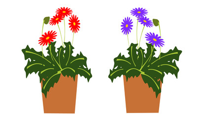 赤と紫の鉢植えのガーベラ