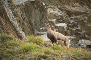 Young Alpine ibex staying on an autumn mountain meadow