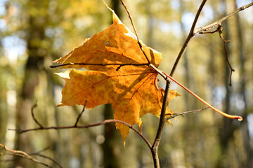 A fallen dry yellow leaf stuck in the thin branches of the trees.