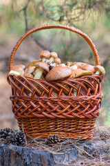 Fototapeta na wymiar Mushrooms in a wicker basket on a stump in the forest. Autumn harvest of boletus (Suillus luteus).