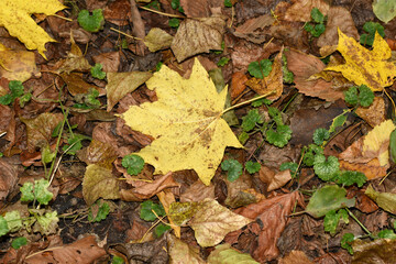 A yellow fallen maple leaf lies on the ground.