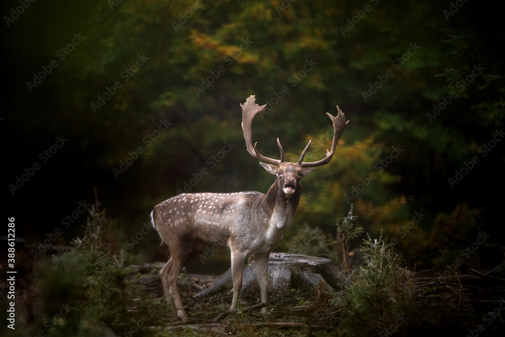 Wall mural fallow deer during the rut. deer moving through the forest. fallow deer roaring in the forest territ