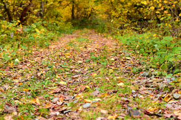 A forest path covered with dry leaves.