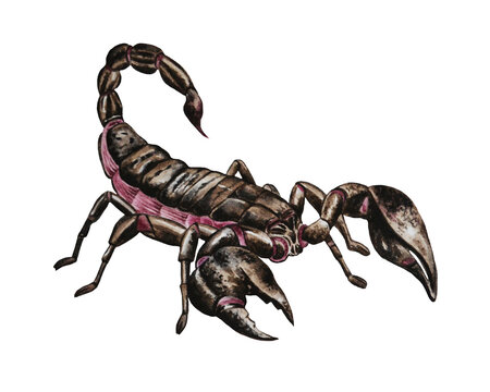 Exotic insect scorpion in a watercolor style. Wild insects for background, texture, wrapper or tattoo template, print, logo and more.