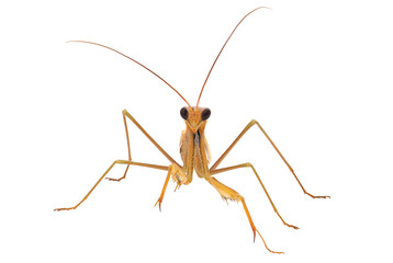 Praying mantis isolated on white background, Mantis religiosa