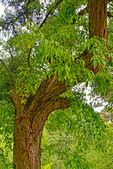 Apple berry (Malus baccata (L.) Borkh.). Old tree trunk fragment