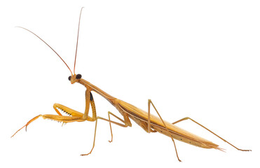 Praying mantis isolated on white background, Mantis religiosa