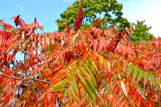 Fragment of the autumn crown of sumah deer (Rhus typhina L.)