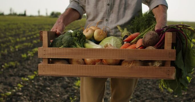 Farmer carrying a box of freshly collected colorful vegetables. Ranch worker during harvesting season walking in field - agriculture concept 4k footage