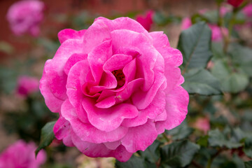 A pink rose in full bloom in a garden