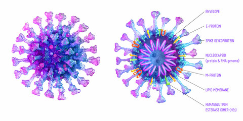 Structure of SARS-Cov-2 coronavirus covid-19. Appearance and cross section of the pathogen respiratory influenza corona virus 2019 ncov cell. Flu virus anatomy, proteins, RNA 3D medical illustration