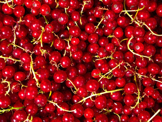 Red currants plucked from a bush and piled in a heap