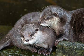 Asian small-clawed otter (in german Zwergotter) Amblonyx cinereus