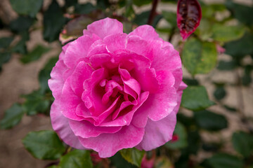 A pink rose in full bloom in a garden