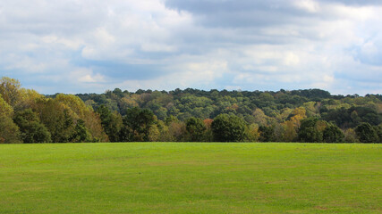 landscape with trees and blue sky