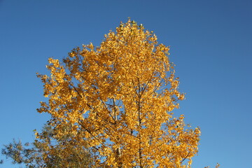 Baum im Herbst bei Sonnenuntergang