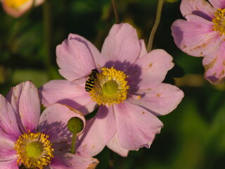 Japanese anemone blooming in autumn - 388614883