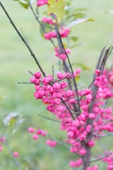 Pink attractive berries Bunge euonymus (lat.Euonymus bungeana) on a bush in autumn