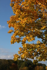 Baum im Herbst bei Sonnenuntergang