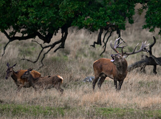 Fototapeta na wymiar Roaring red deer stag