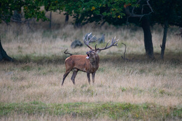 Roaring red deer stag
