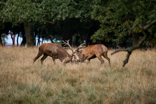 Fighting red deer stags