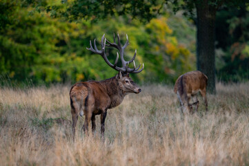 Red deer in the forest