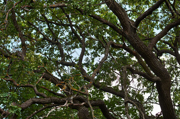 branches against sky