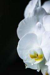 Naklejka na ściany i meble White orchid flower dark picture.