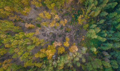Autumn colorful forest aerial view