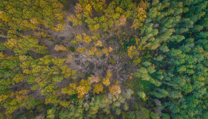 Autumn colorful forest aerial view