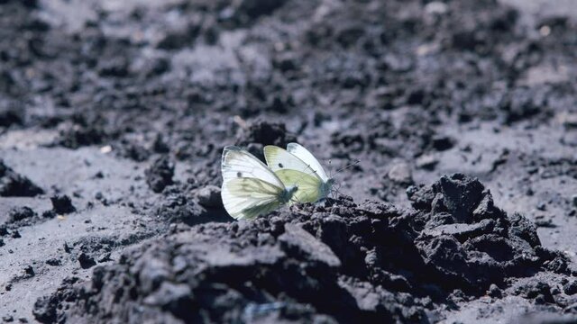 Large white cabbage butterfly (Pieris brassicae) drinking from ground.