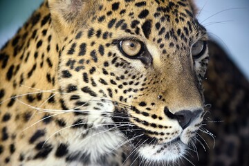 close up leopard face with mustache with stuck snowflakes in winter