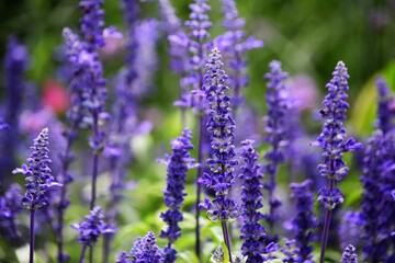texture wallpaper desktop flowers blue lupine closeup